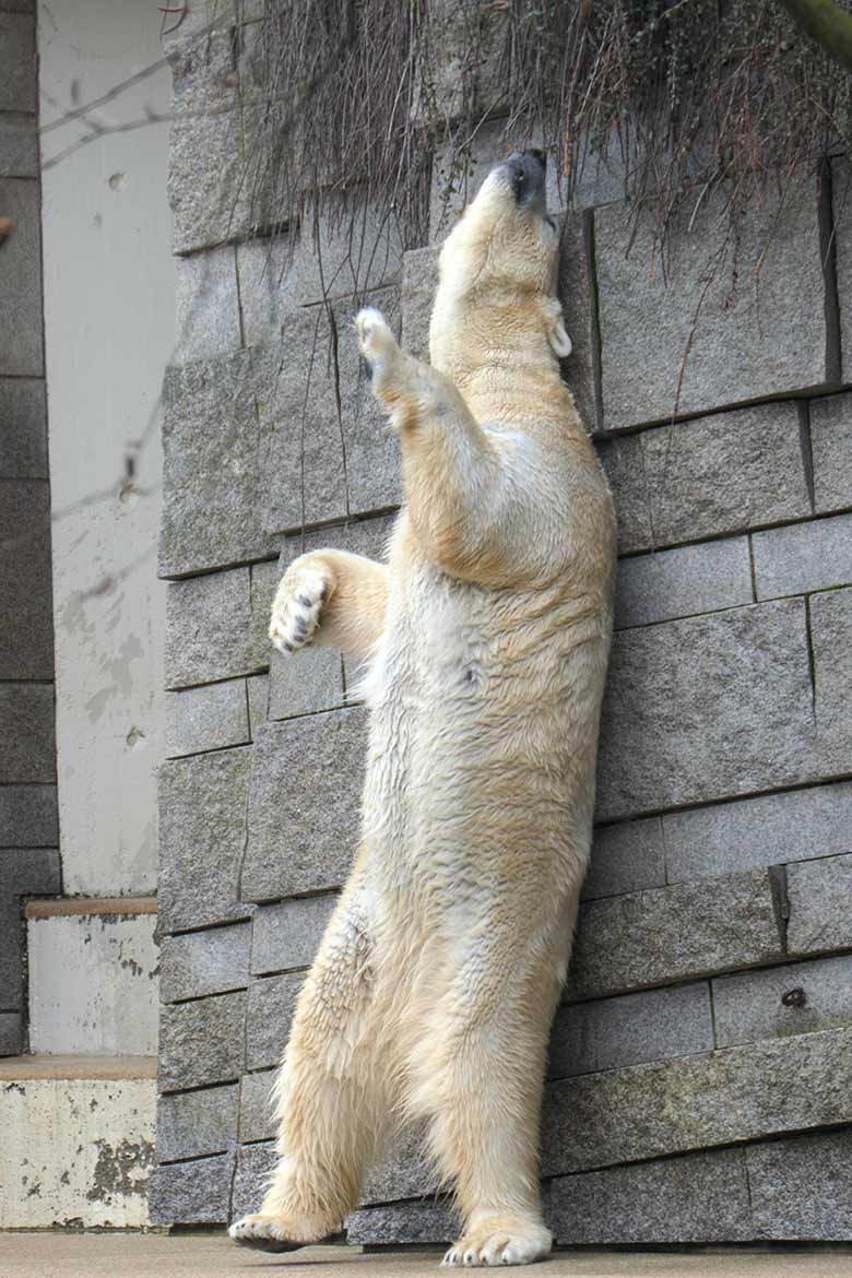 Eisbär-Prinzessin ANORI am 8. März 2021 auf der großen Außenanlage im Grünen Zoo Wuppertal