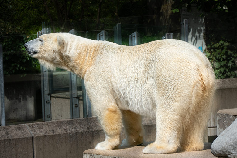 Eisbärin ANORI am 1. Mai 2021 auf der Außenanlage im Grünen Zoo Wuppertal