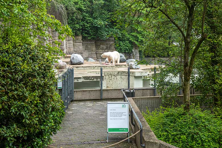 Eisbärin ANORI am 6. Juni 2021 auf der großen Außenanlage im Grünen Zoo Wuppertal