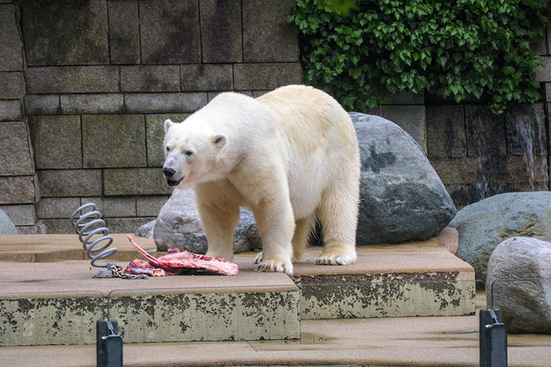 Eisbärin ANORI am 6. Juni 2021 auf der großen Außenanlage im Zoologischen Garten Wuppertal