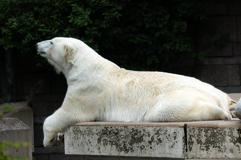 Eisbärin ANORI am 8. Juni 2021 auf der Plattform der größeren Außenanlage im Grünen Zoo Wuppertal