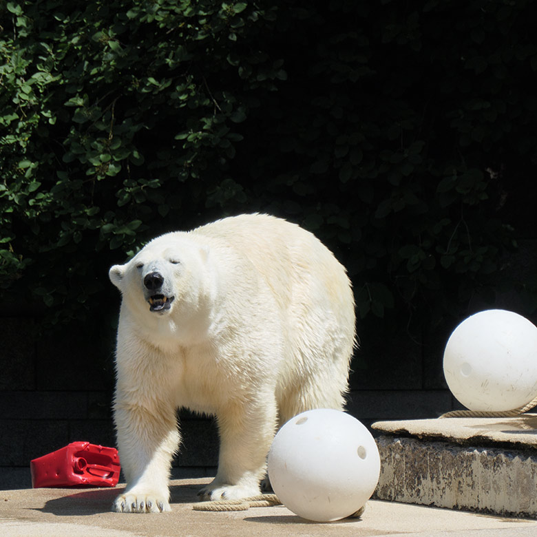 Eisbärin ANORI am 17. Juni 2021 auf der Plattform der größeren Außenanlage im Wuppertaler Zoo