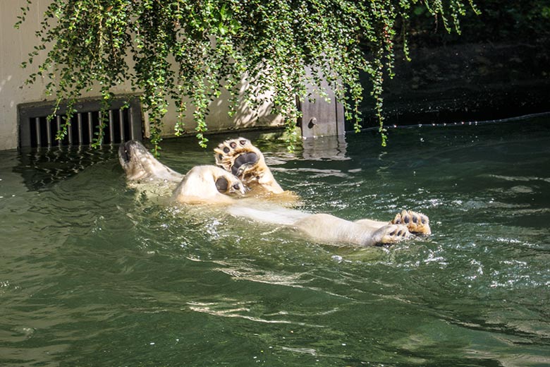 Eisbärin ANORI am 20. Juni 2021 im Wasserbecken der größeren Außenanlage im Zoologischen Garten der Stadt Wuppertal