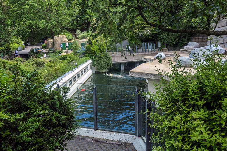 Eisbärin ANORI am 20. Juni 2021 im Wasserbecken der größeren Außenanlage im Grünen Zoo Wuppertal