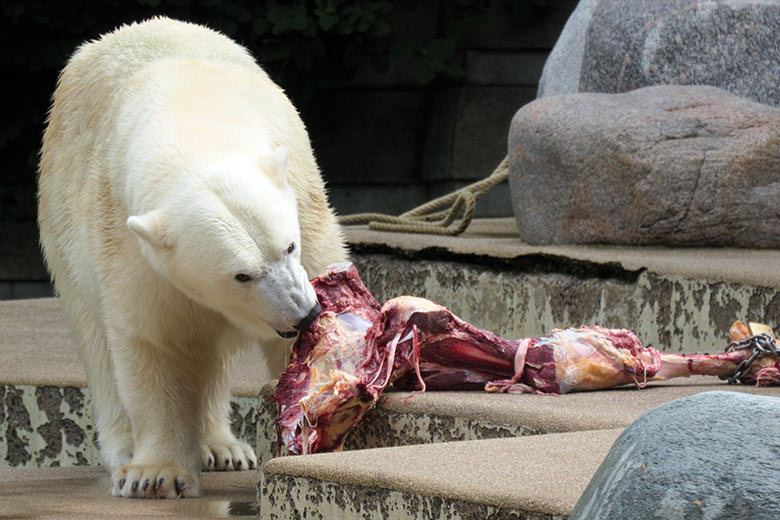 Eisbärin ANORI am 4. Juli 2021 mit einem großen Rinder-Knochen auf der größeren Eisbär-Außenanlage im Zoo Wuppertal