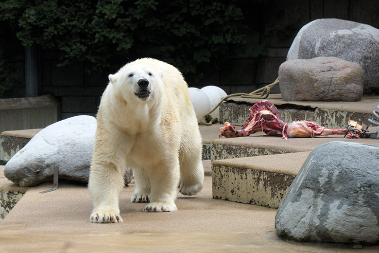 Eisbärin ANORI am 4. Juli 2021 mit einem großen Rinder-Knochen auf der größeren Eisbär-Außenanlage im Zoologischen Garten der Stadt Wuppertal