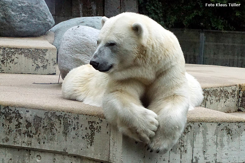 Eisbärin ANORI am 13. Juli 2021 auf der größeren Eisbär-Außenanlage im Zoologischen Garten Wuppertal (Foto Klaus Tüller)