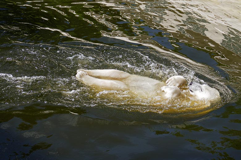 Eisbärin ANORI am 12. Juli 2021 auf der größeren Eisbär-Außenanlage im Grünen Zoo Wuppertal