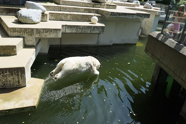 Eisbärin ANORI am 17. Juli 2021 auf der größeren Eisbär-Außenanlage im Grünen Zoo Wuppertal