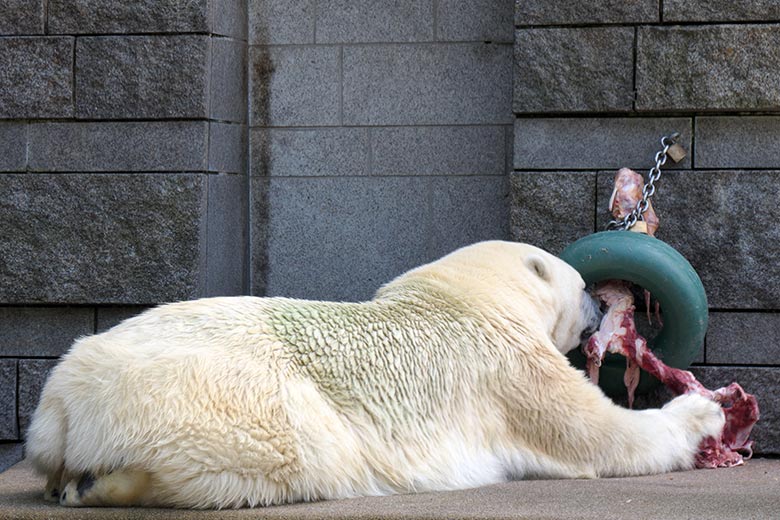 Eisbärin ANORI am 18. Juli 2021 mit einem großen Rinder-Knochen auf der größeren Eisbär-Außenanlage im Zoo Wuppertal