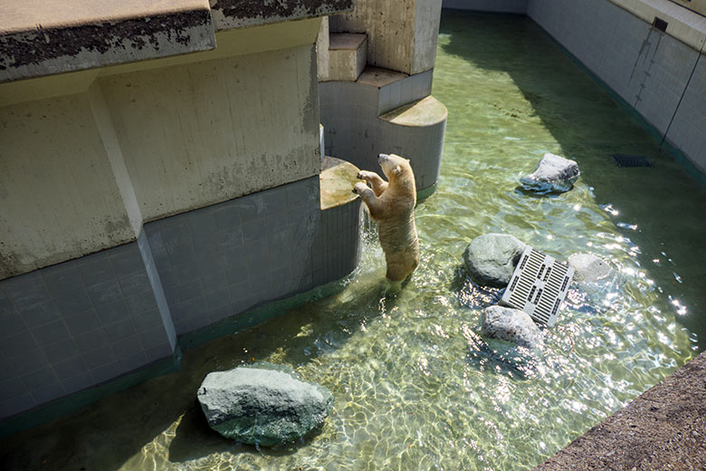 Eisbärin ANORI am 11. August 2021 auf der mit wenig Wasser gefüllten Außenanlage im Zoologischen Garten Wuppertal