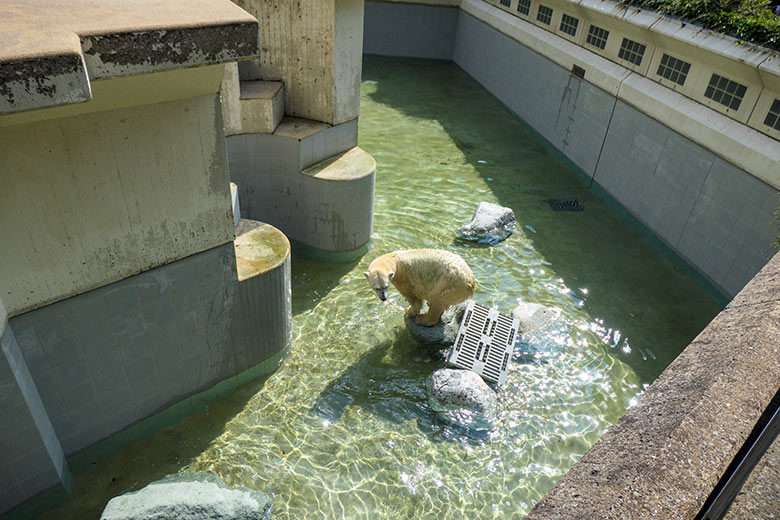 Eisbärin ANORI am 11. August 2021 auf der mit wenig Wasser gefüllten Außenanlage im Zoo Wuppertal