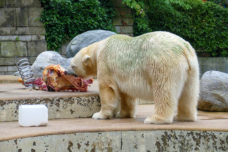 Eisbärin ANORI am 20. August 2021 auf der größeren Außenanlage im Zoo Wuppertal