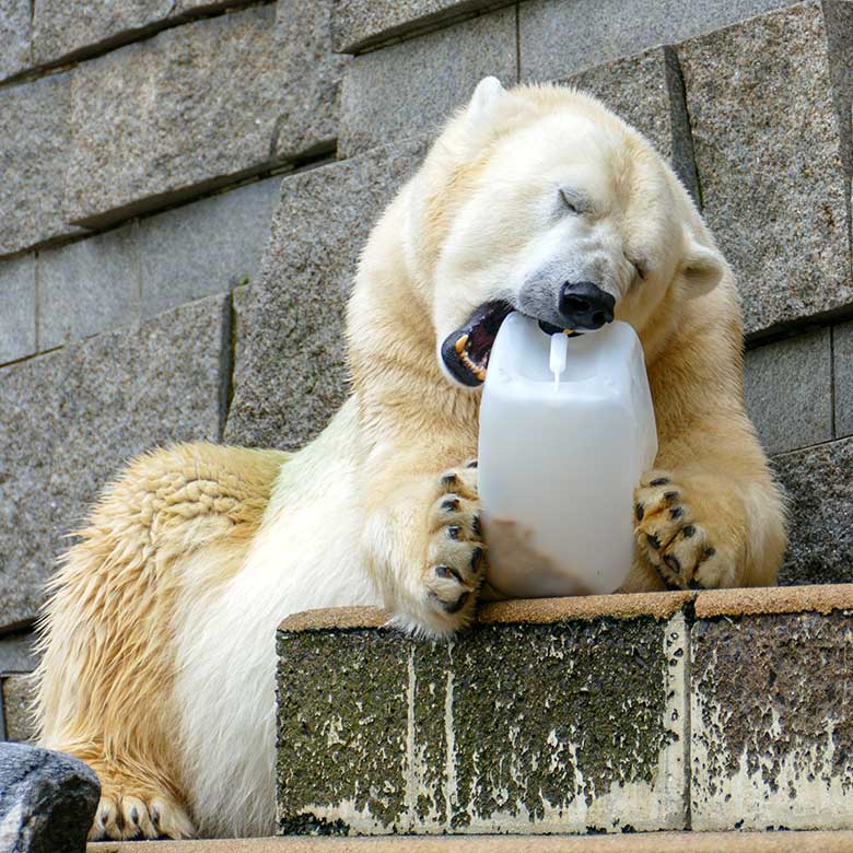 Eisbärin ANORI am 20. August 2021 auf der größeren Außenanlage im Wuppertaler Zoo Wuppertal