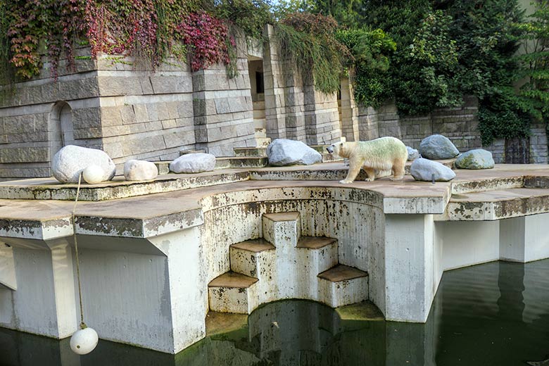 Eisbärin ANORI am 13. September 2021 auf der Außenanlage im Wuppertaler Zoo