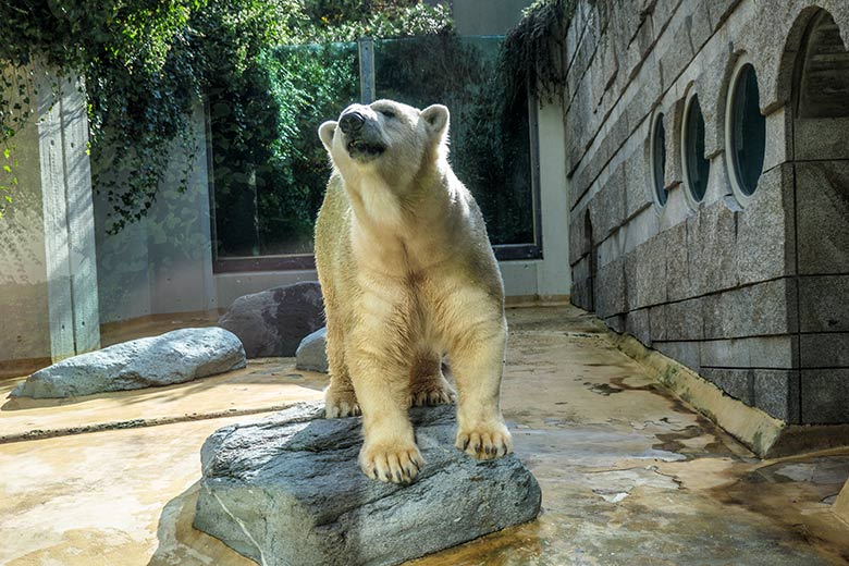 Eisbärin ANORI am 7. Oktober 2021 auf der kleineren Außenanlage im Wuppertaler Zoo