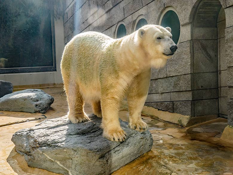 Eisbärin ANORI am 7. Oktober 2021 auf der kleineren Außenanlage im Grünen Zoo Wuppertal