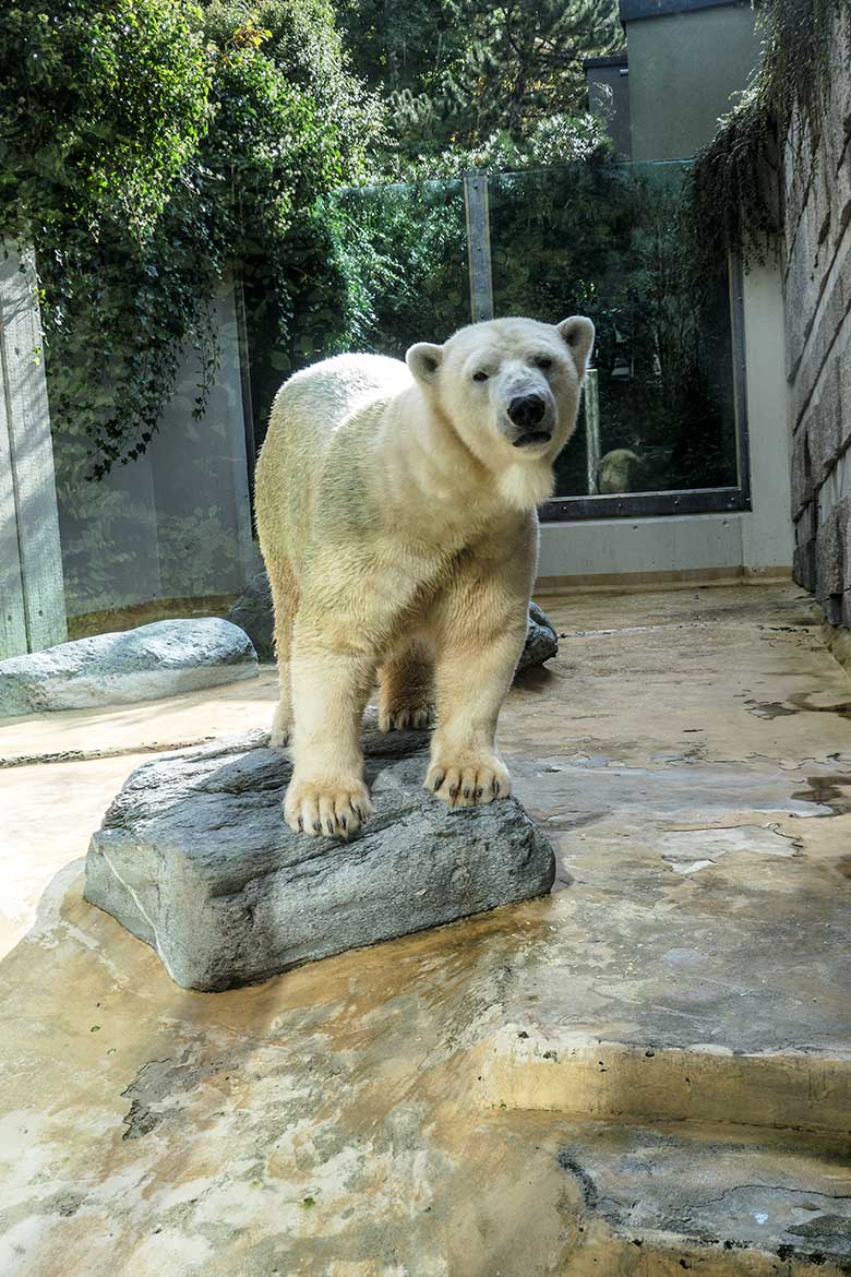 Eisbärin ANORI am 7. Oktober 2021 auf der kleineren Außenanlage im Zoologischen Garten der Stadt Wuppertal