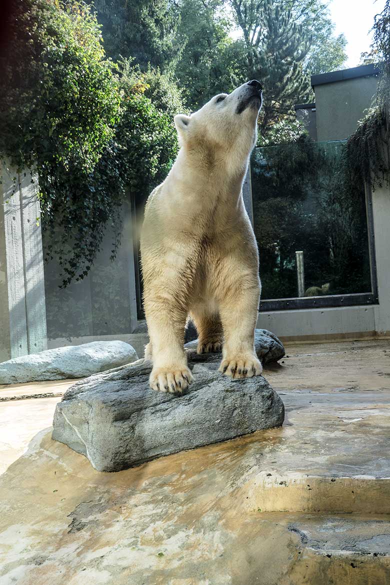 Eisbärin ANORI am 7. Oktober 2021 auf der kleineren Außenanlage im Zoo Wuppertal