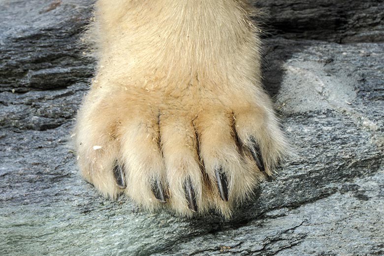 Rechte Vordertatze der Eisbärin ANORI am 7. Oktober 2021 auf der kleineren Außenanlage im Wuppertaler Zoo