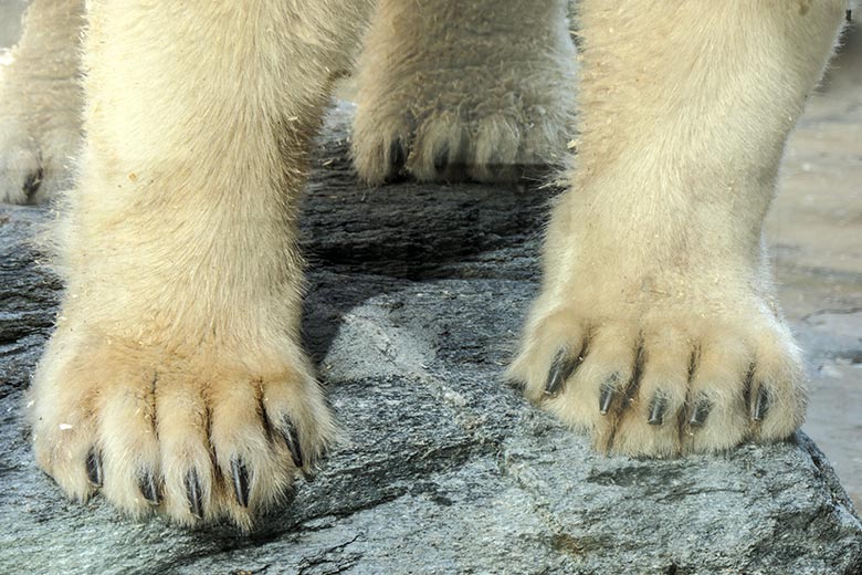 Vordertatzen der Eisbärin ANORI am 7. Oktober 2021 auf der kleineren Außenanlage im Grünen Zoo Wuppertal