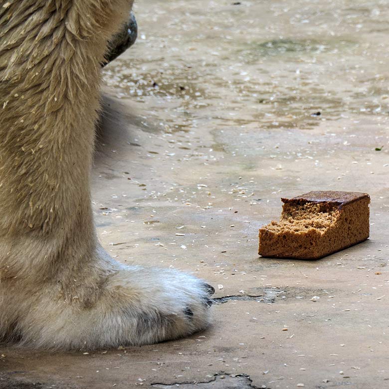 Eisbärin ANORI am 7. Oktober 2021 mit Honigkuchen auf der kleineren Außenanlage im Zoologischen Garten Wuppertal