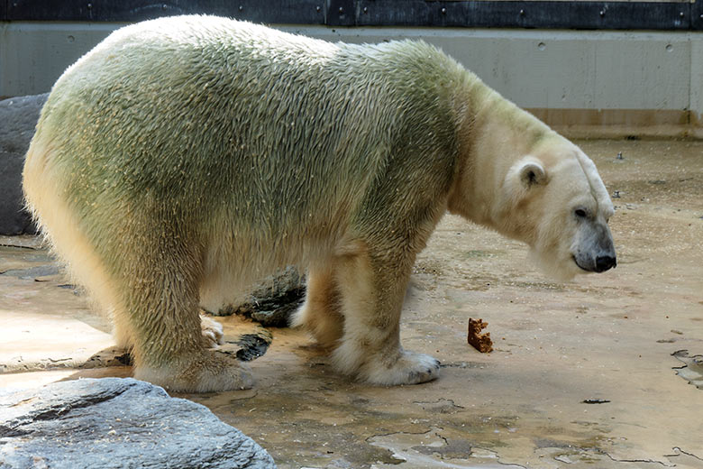 Eisbärin ANORI am 7. Oktober 2021 mit Honigkuchen auf der kleineren Außenanlage im Zoo Wuppertal