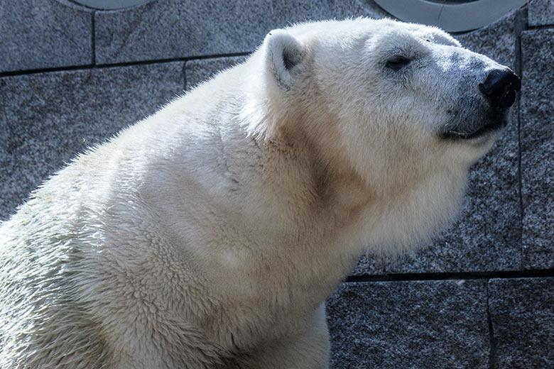 Eisbärin ANORI am 7. Oktober 2021 auf der kleineren Außenanlage im Wuppertaler Zoo