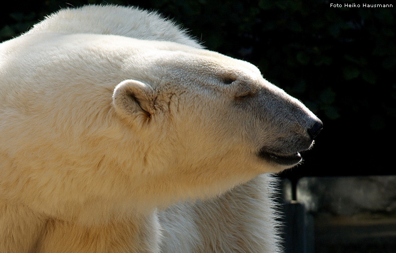 Eisbärin JERKA im Wuppertaler Zoo im Oktober 2008 (Foto Heiko Hausmann)