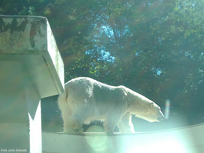 Eisbärin JERKA im Wuppertaler Zoo im September 2006