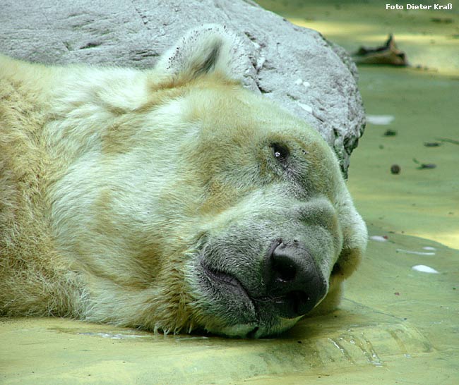 Eisbär BORIS im Wuppertaler Zoo im Juli 2007 (Foto Dieter Kraß)