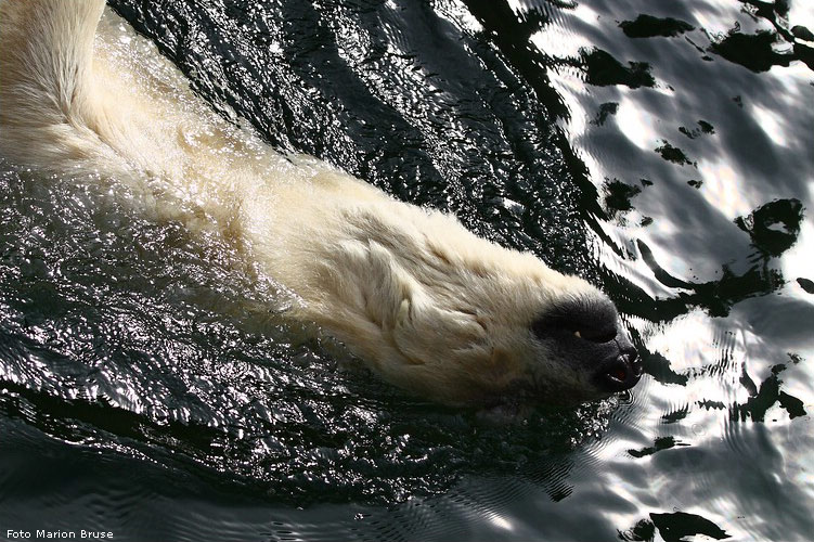 Eisbärin JERKA im Zoo Wuppertal im Oktober 2008 (Foto Marion Bruse)