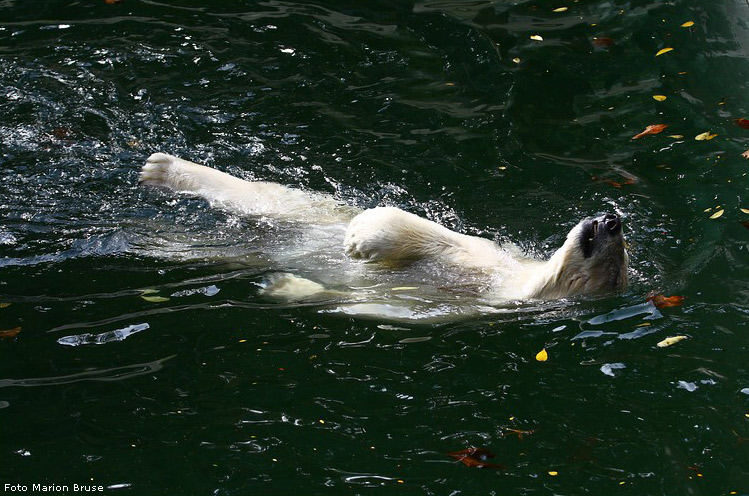 Eisbärin JERKA im Zoologischen Garten Wuppertal im Oktober 2008 (Foto Marion Bruse)