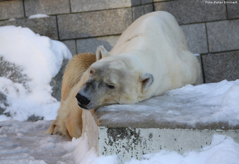 Eisbär BORIS im Wuppertaler Zoo am 6. Januar 2009 (Foto Peter Emmert)