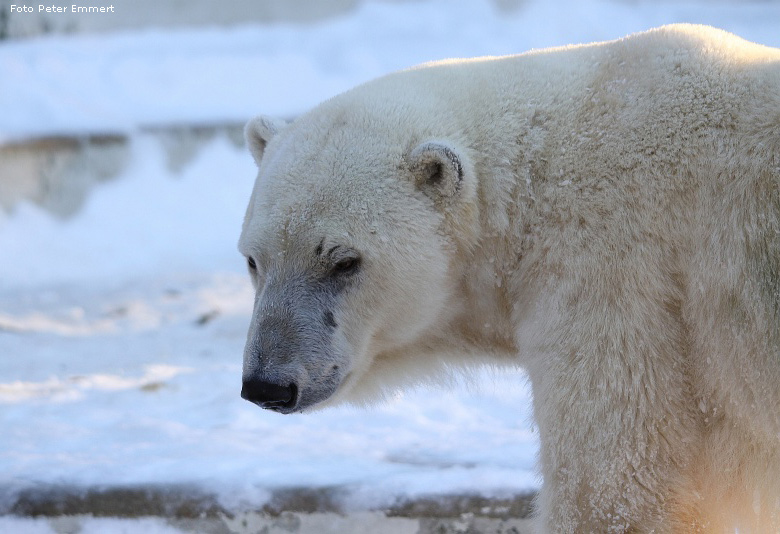 Eisbärin JERKA im Zoo Wuppertal am 6. Januar 2009 (Foto Peter Emmert)