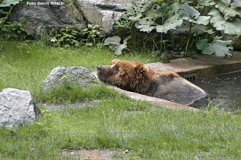 Kodiakbär am 28. Juli 2006 im Wasser auf der Bären-Außenanlage im Zoo Wuppertal (Foto Gerrit Nitsch)