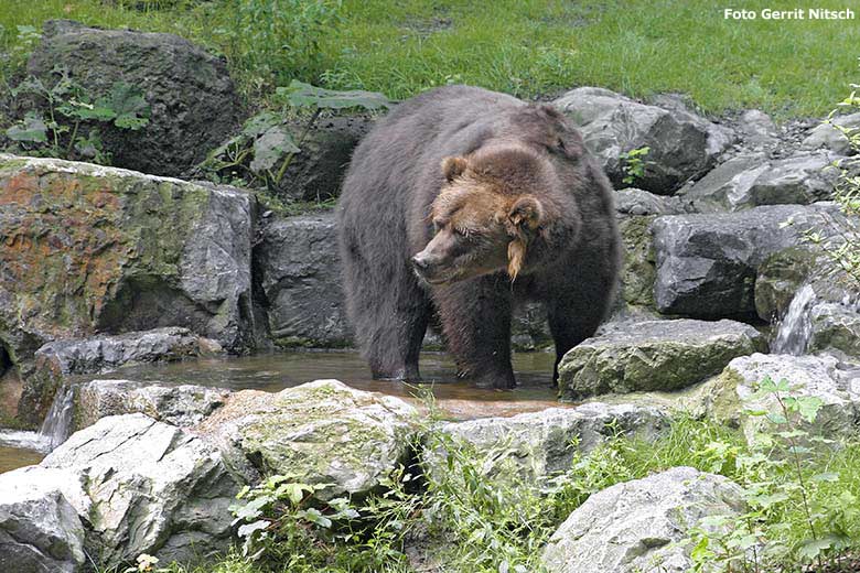 Kodiakbär am 28. Juli 2006 im Wasser auf der Bären-Außenanlage im Wuppertaler Zoo (Foto Gerrit Nitsch)