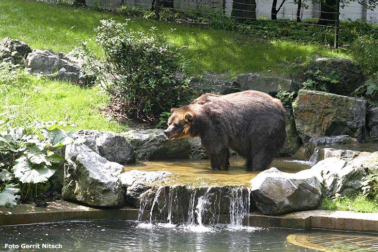 Kodiakbär am 28. Juli 2006 im Wasser auf der Bären-Außenanlage im Zoo Wuppertal (Foto Gerrit Nitsch)