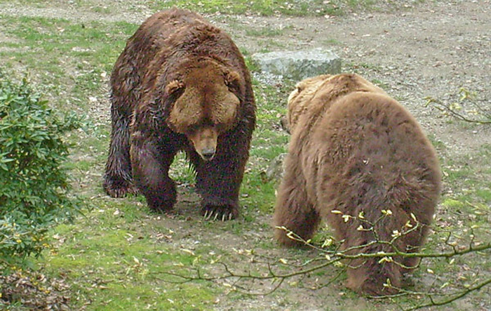 Kodiakbären im Wuppertaler Zoo im April 2008