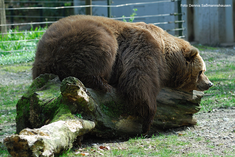 Kodiakbär im Zoologischen Garten Wuppertal im April 2008 (Foto Dennis Saßmannshausen)