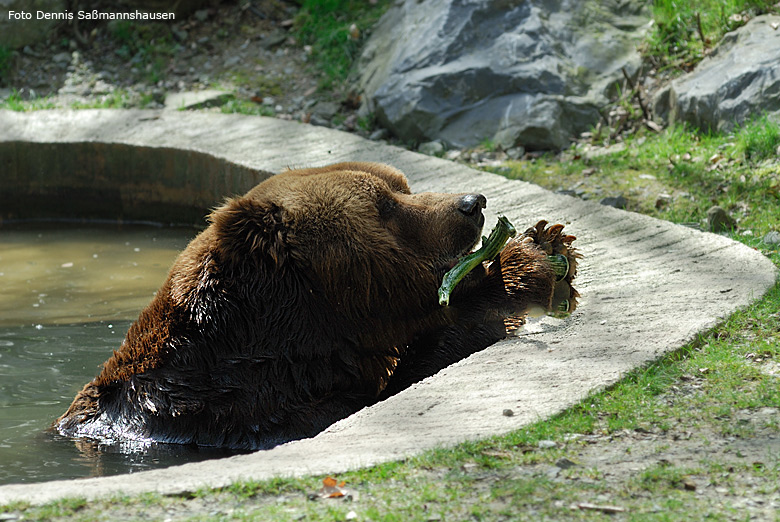 Kodiakbär im Zoo Wuppertal im April 2008 (Foto Dennis Saßmannshausen)