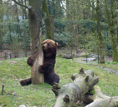 Kodiakbär HENRY im April 2008 auf der Braunbärenanlage im Wuppertaler Zoo