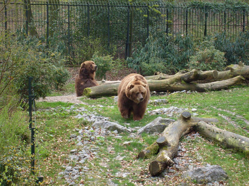 Kodiakbären HENRY und MABEL im April 2008 auf der Braunbärenanlage im Zoologischen Garten der Stadt Wuppertal