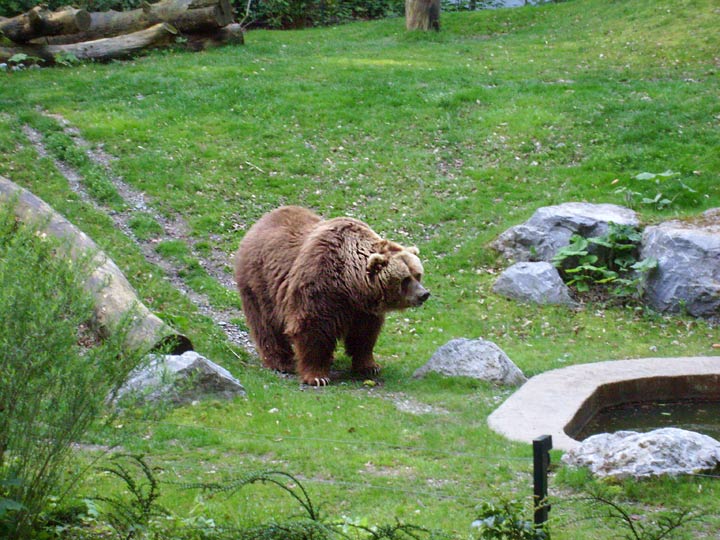 Kodiakbär im Wuppertaler Zoo im Mai 2008