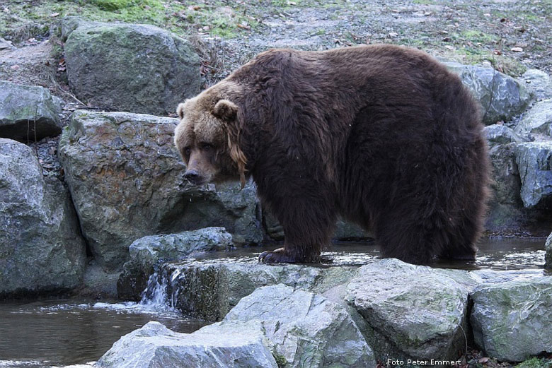 Kodiakbär im Wuppertaler Zoo im Dezember 2008 (Foto Peter Emmert)