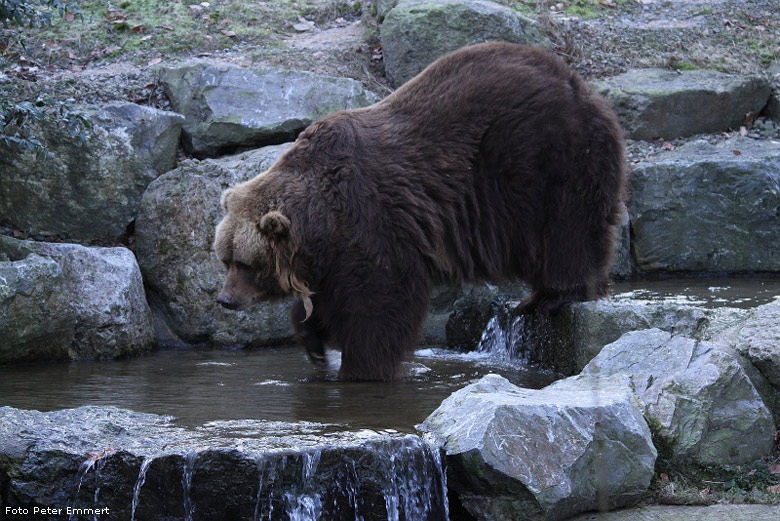 Kodiakbär im Zoo Wuppertal im Dezember 2008 (Foto Peter Emmert)