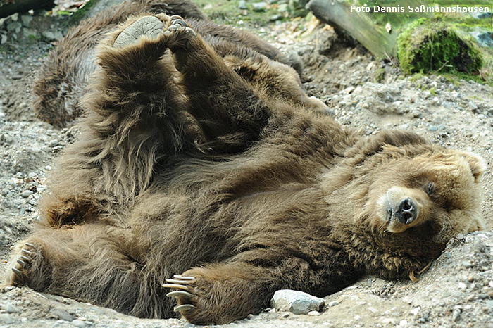 Kodiakbär im Wuppertaler Zoo im März 2009 (Foto Dennis Saßmannshausen)