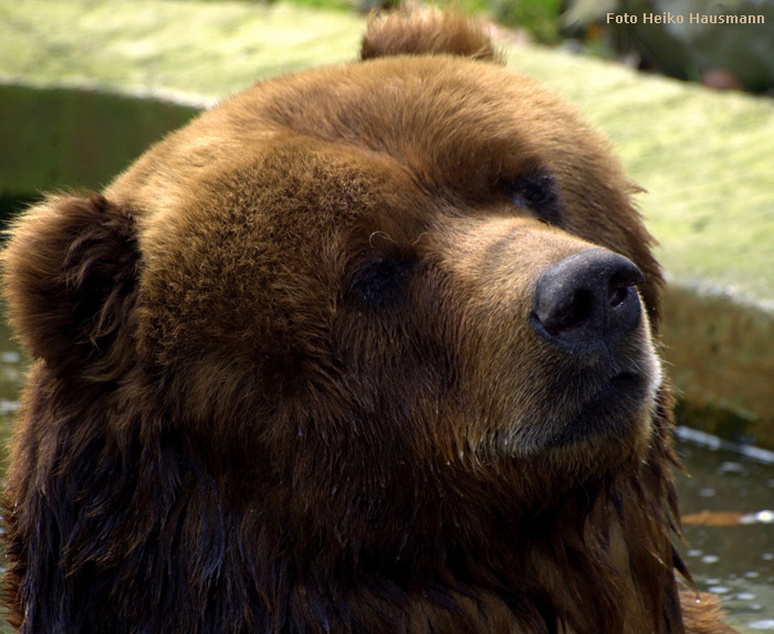 Kodiakbär im Wuppertaler Zoo am 30. März 2010 (Foto Heiko Hausmann)