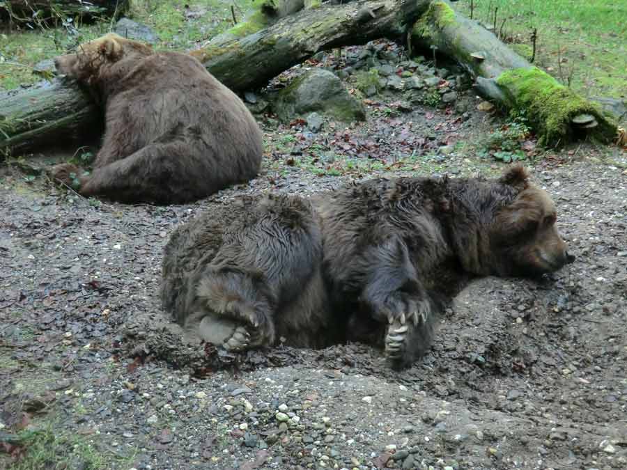 Kodiakbären im Zoo Wuppertal im Dezember 2011