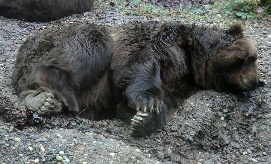 Kodiakbär im Wuppertaler Zoo im Dezember 2011